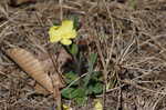 Carolina frostweed